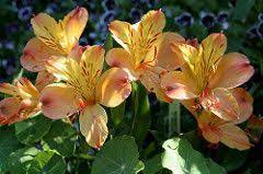 Alstroemeria Aurantiaca Group Alstroemeria Flowers Lily