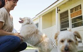 The most common pet sitting price material is ceramic. 2021 Dog Sitting Rates Overnight Holiday Dog Sitter Prices