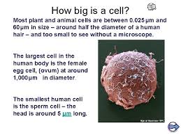Animal and plant cells are both complex eukaryotic cells with many of the same organelles. Cells Learning Objectives 1 To Revise Basic Cell