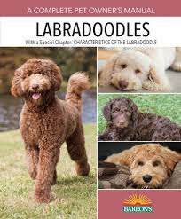 Labradoodles are considered a good choice for people with canine dander allergies. Labradoodles Hustace Walker Joan 9781438006932 Books Amazon Ca