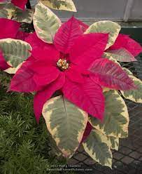 A Few More Poinsettias Poinsettia Care Beautiful Flowers Pictures Poinsettia