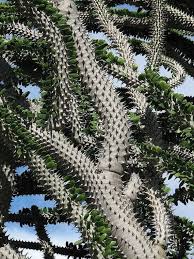 Image result for Costularia