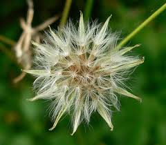 Image result for Crepis