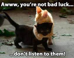 30 Funniest Cat Memes Quotes Words Sayings Funny Cat Memes Funny Animal Pictures Funny Animals