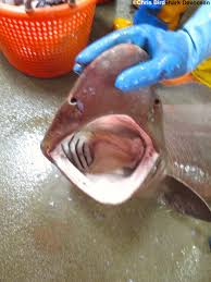A piece of paper and 2 minutes of his time. Sofas And Sailfins Rare Sharks Caught Off Scotland Shark Devocean