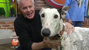 Maybe you would like to learn more about one of these? Greyhounds In Need Of Forever Homes
