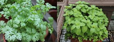 Growing Herbs In Your High Rise Home