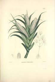 Image result for Pandanus candelabrum