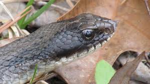 When threatened, a hognose snake will raise its head, flatten its neck and hiss loudly. The Daily Bucket Southern Hognose Snake