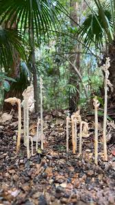 Image result for Epipogium roseum