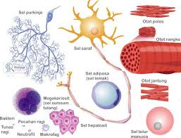 Gambar Bentuk Dan Ukuran Sel Biologi Otot Sumsum Tulang