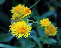 Image result for Pentanema