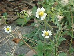 Image result for Tridax