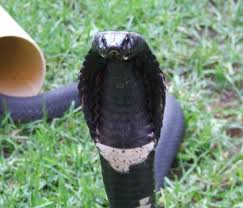 How do ringhal cobras communicate? Rinkhals