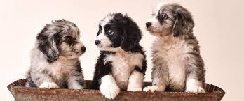 Our mini bernedoodle puppies for sale will bring laughter. Midwest Doodle Ranch Home