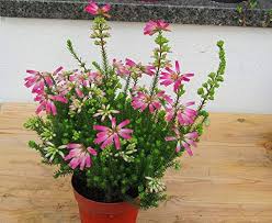 Image result for Erica wildii