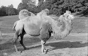 If a camel uses the fat inside the hump, the hump will become limp and droop down. How Much Water Does A Camel S Hump Hold Library Of Congress