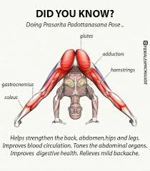Yoga Tips For Beginner Yoga Health Easy Yoga Workouts Yoga Health Yoga Anatomy