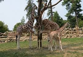 Chomutov zoo, (zoologická zahrada olomouc) is a czech zoo, located in olomouc in czech republic. Zoo Olomouc