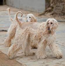 Curly Haireds For Stella Menagia Menagia J Afghan Hound Diva Dogs Hairy Dog