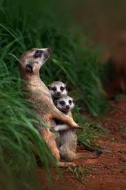 Meerkat Family By George Veltchev 500px Cute Animals Animals Wild Nature Animals