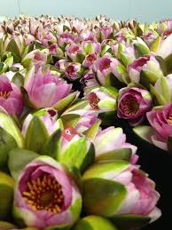 We did not find results for: Mr Fresh Wholesale Flowers Port Melbourne
