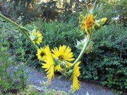 Image result for Vernonia nepetifolia