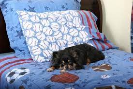 Choose from our large selection of kids beds, nursery furniture, gliders, paint and accessories to complete your nursery or create a unique and fun sports themed bedroom for a tween or teen boy with classic sports quilt & sham set. 10 Cool Sports Themed Bedroom Ideas For Lively Boys Lovetoknow