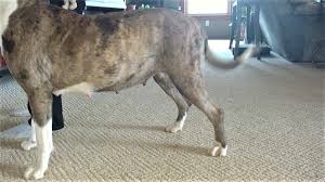 The fifth week marks the second stage of pregnancy and maybe when the mom dog starts growing around her belly. Dog 5 Weeks Pregnant Pictures