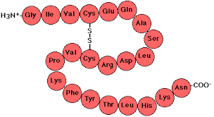 Protein - Muscle, Structure, Function | Britannica