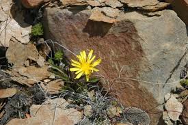 Image result for Taraxacum sp.