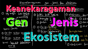 Keanekaragaman Gen Jenis Dan Ekosistem Youtube