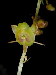 Image result for Rhipidoglossum densiflorum