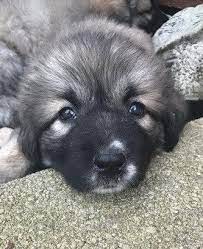Caucasian Shepherd For Sale Or Adoption Latest Ads Caucasian Shepherd Caucasian Shepherd Dog Caucasian Shepherd For Sale