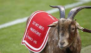 Fc köln | bundesliga (@fckoeln) on instagram: Sport Witness On Twitter Fc Koln Goat Mascot Hennes Is Under Police Protection After Fears Grew Of A Planned Attack From Monchengladbach Fans Http T Co Semovp6yro