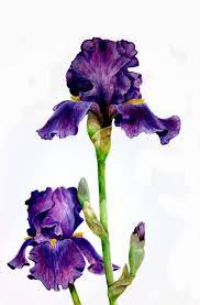 Iris By Hedwigthestrange Deviantart Com Iris Painting Watercolor Flowers Paintings Floral Watercolor