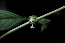 Image result for Spermacoce ruelliae