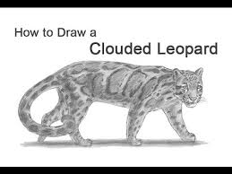 How to draw a leopard. How To Draw A Clouded Leopard Youtube