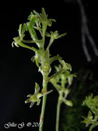Image result for Angraecopsis parviflora