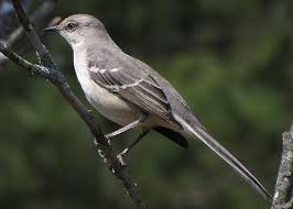 Big Black Birds In Georgia Mockingbird Backyard Birds Bird Wild Birds