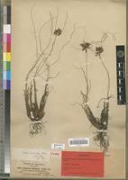 Image result for Cyperus amauropus