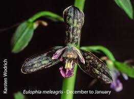 Image result for Eulophia coeloglossa