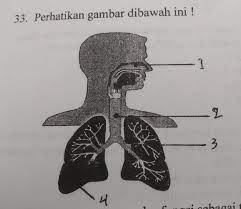 Manusia mempunyai dua tahap mekanisme pertukaran gas. Alat Pernapasan Yang Berfungsi Sebagai Tempat Pertukaran Gas Oksigen Dan Karbondioksida Ditunjukan Brainly Co Id