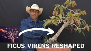 Image result for Ficus virens