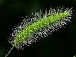 Image result for Setaria viridis
