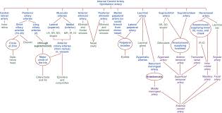 Facial Artery An Overview Sciencedirect Topics