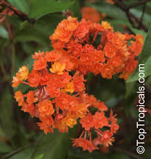 Image result for Ixora praetermissa