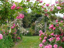 Pin By Claudia S Things On Gardens Of Paradise Beautiful Flowers Flower Garden Rose Garden