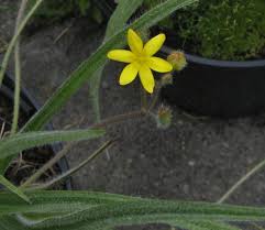 Image result for Hypoxis angustifolia