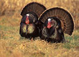 Strutting Wild Turkey Wallpapers Top Free Strutting Wild Turkey Backgrounds Wallpaperaccess